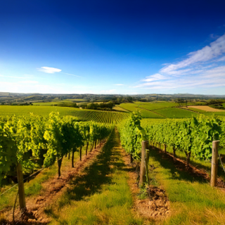 Wine Series 10: A Taste of Home – Thursday 26th June 2025