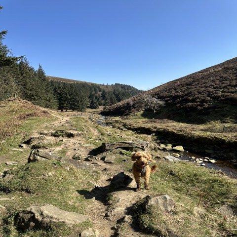 Dog-friendly days out in the Peak District