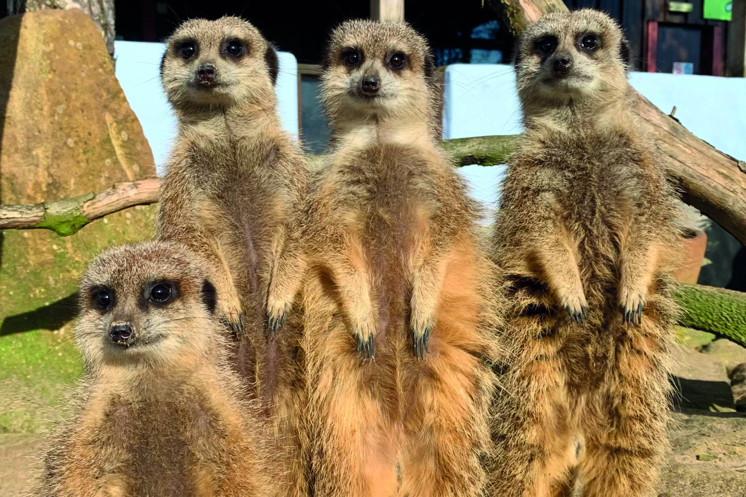 Meerkats Matlock Farm