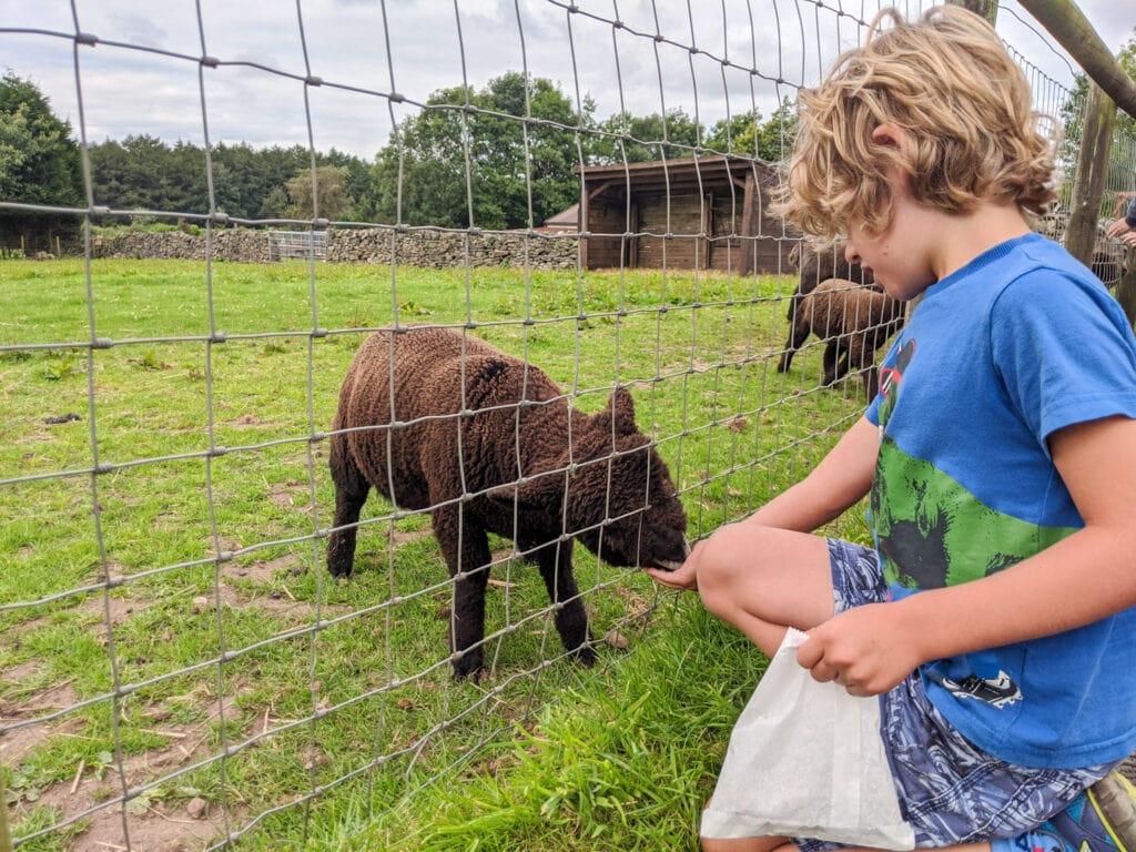Children meeting animals at Matlock Farm Park near the Peak District